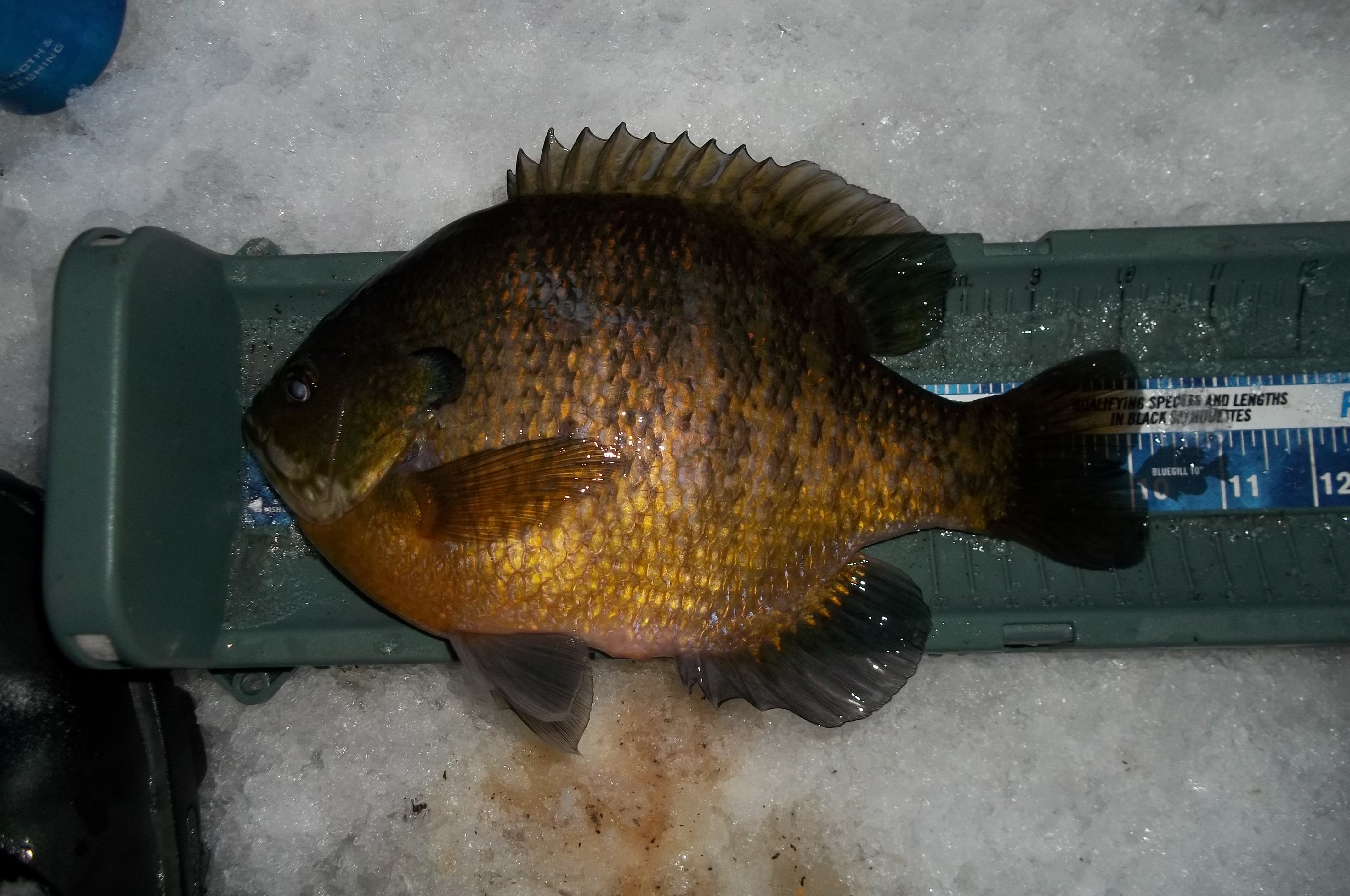 For the Bluegill lovers!! discretion advised - Ice Fishing Forum | In