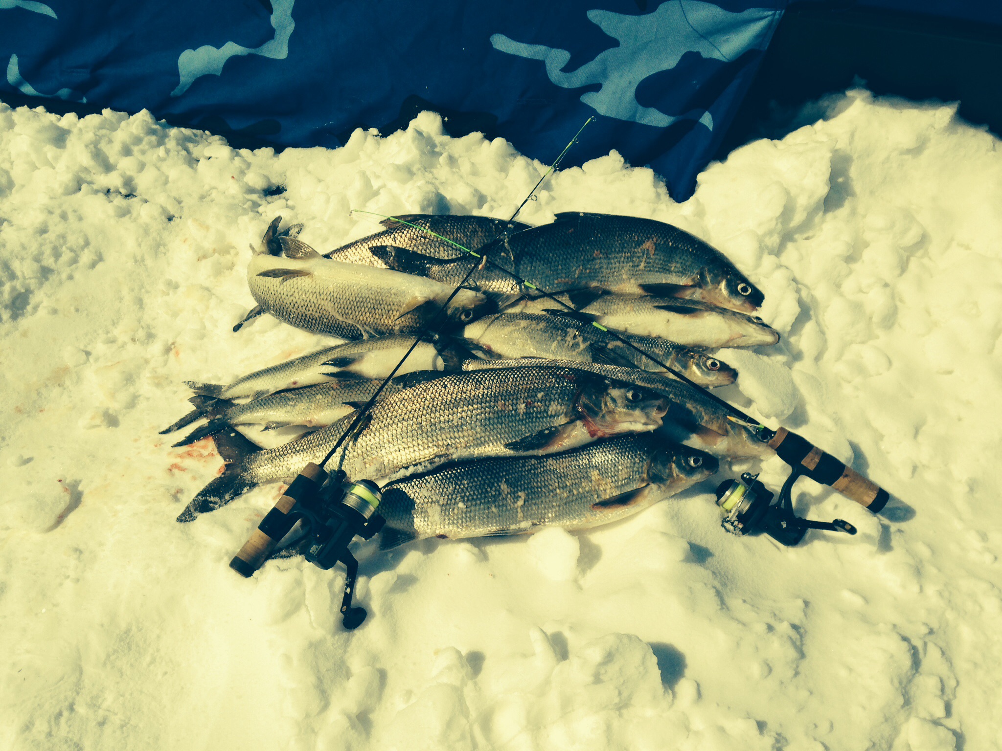 Whitefish info. …..tackle, rods, etc - Ice Fishing Forum - Ice