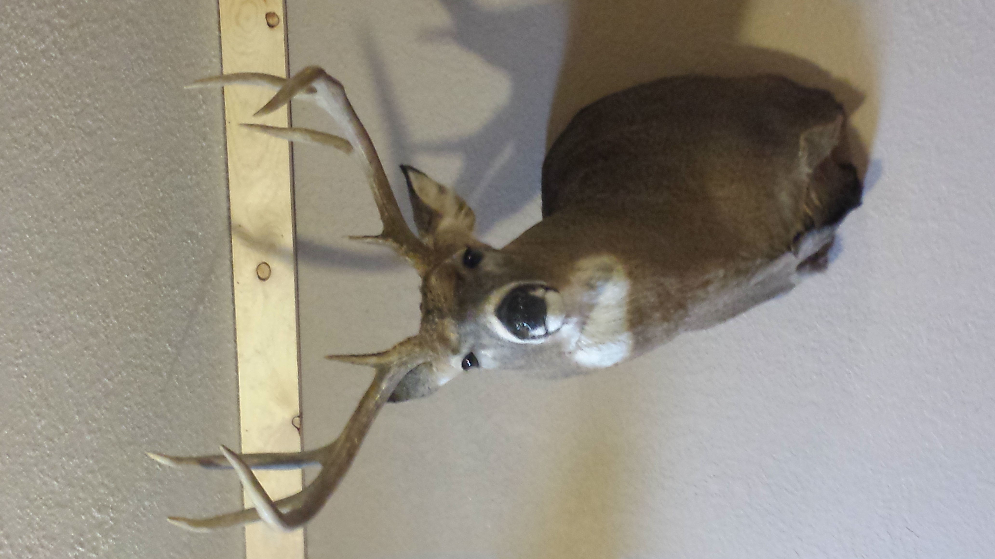 2014 Iowa Bow Buck Mount Deer Hunting InDepth Outdoors