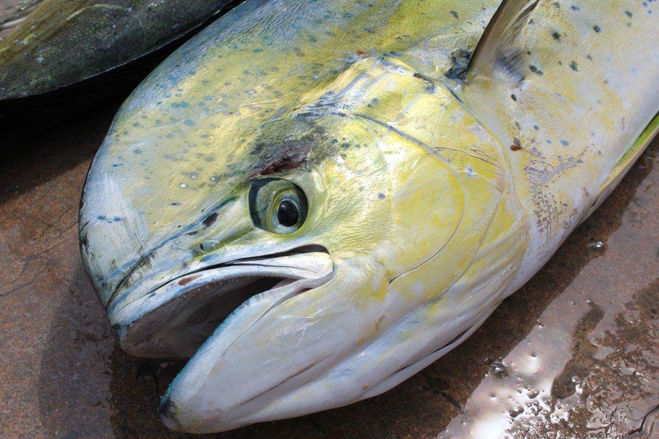 mahi-mahi-in-depth-outdoors