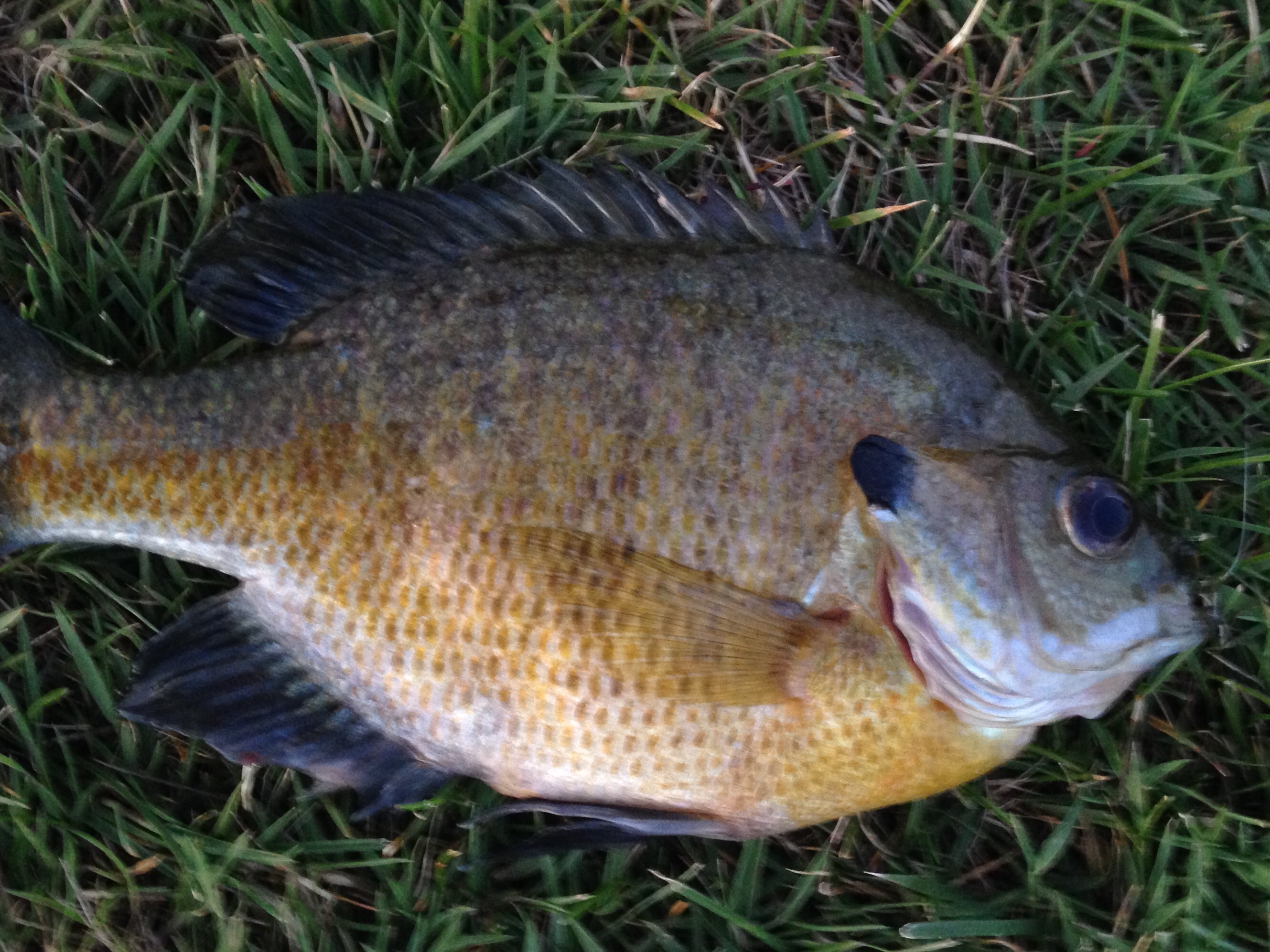 Panfish - Wikipedia