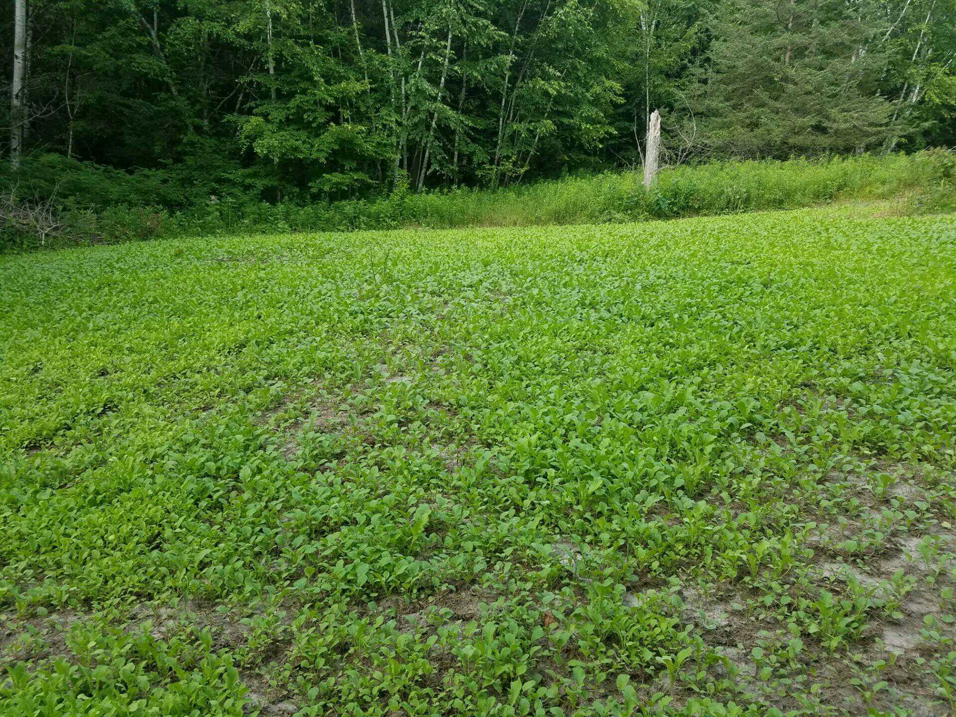 food-plots-2016-food-plots-and-wildlife-habitat-in-depth-outdoors