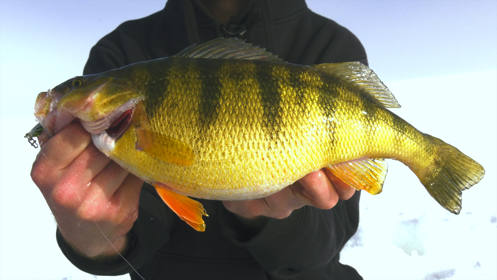 Cascade Lake Perch S11E12 In-Depth Outdoors