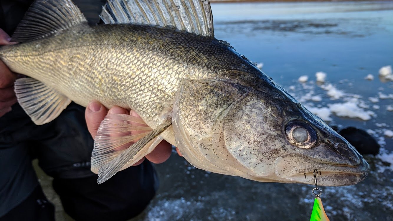 Walleye Species Page 5 InDepth Outdoors