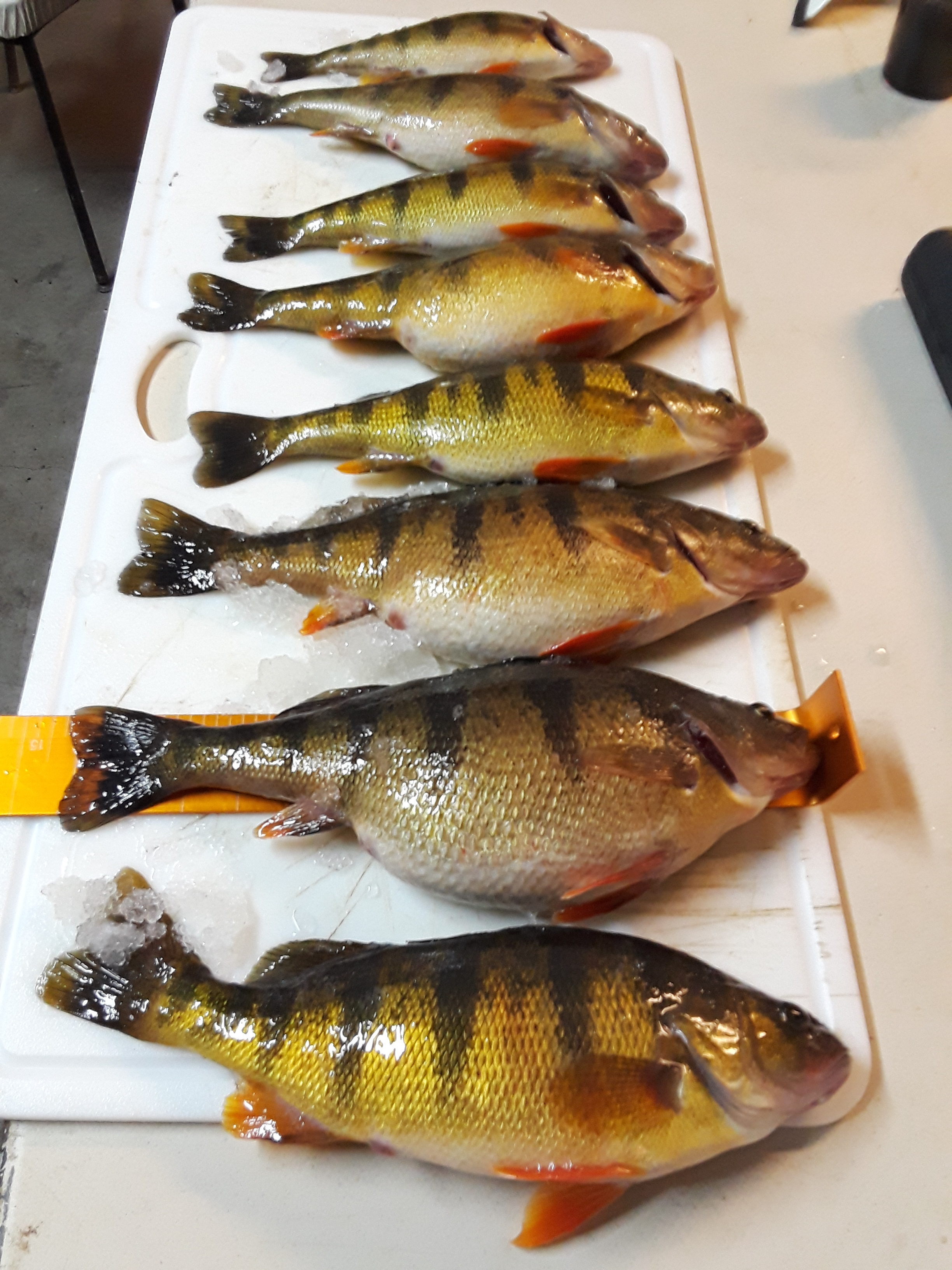 Fishing report Lake Cascade Idaho…Big Fat Perch - Ice Fishing