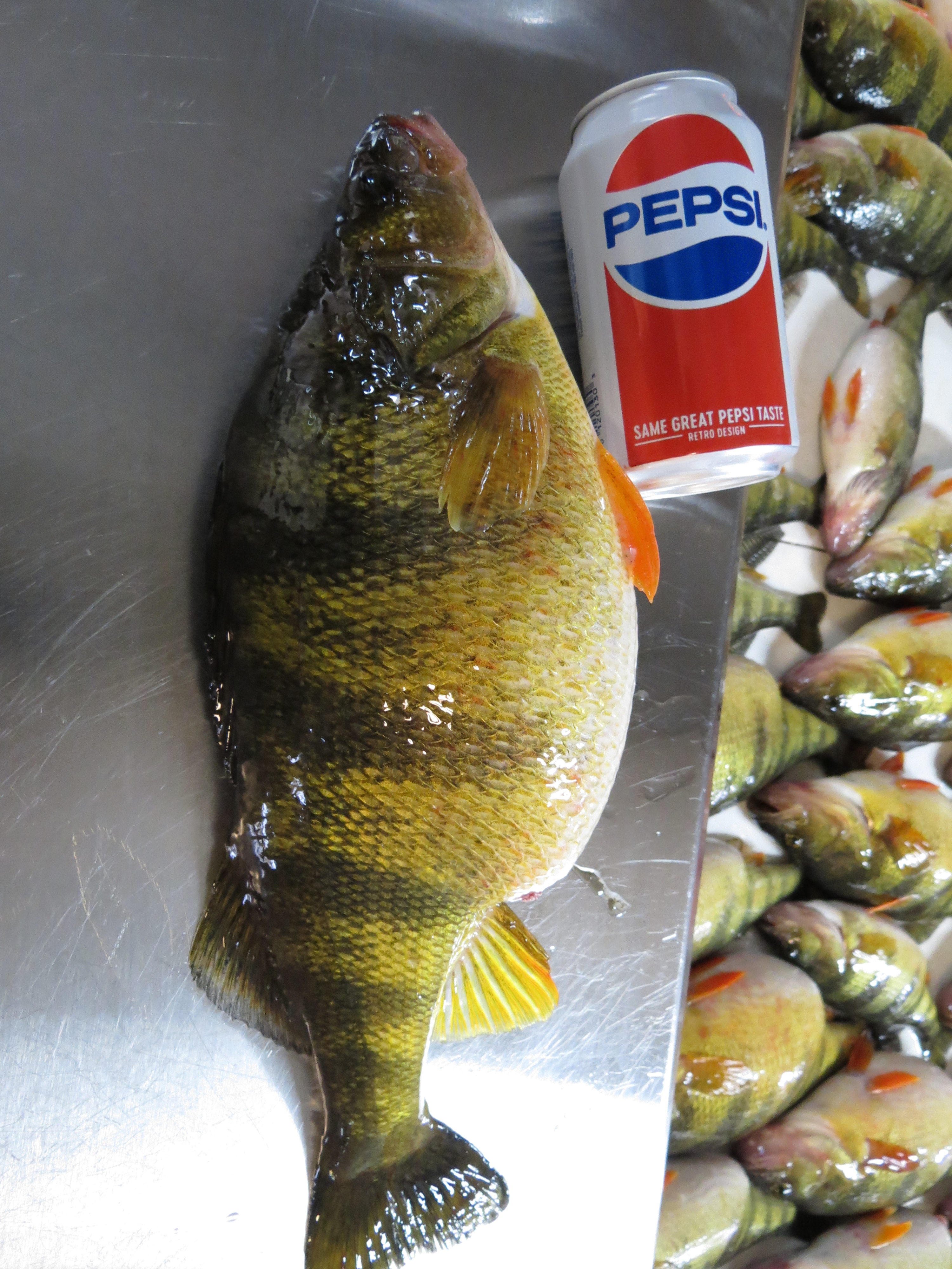 Last Ice Fish Of The Year It S A Slob Ice Fishing Forum In Depth Outdoors