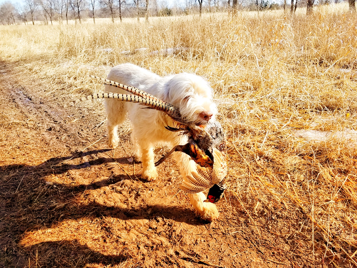 New puppy essentials/training - Hunting Dogs | In-Depth Outdoors