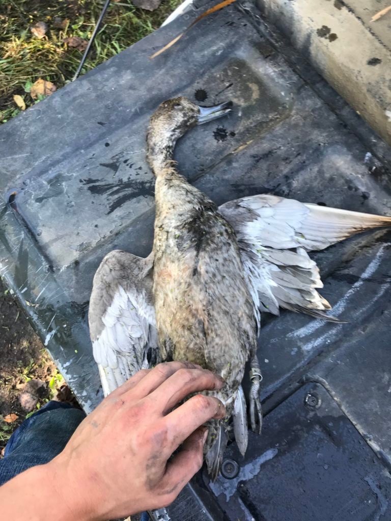 Banded pintail | In-Depth Outdoors