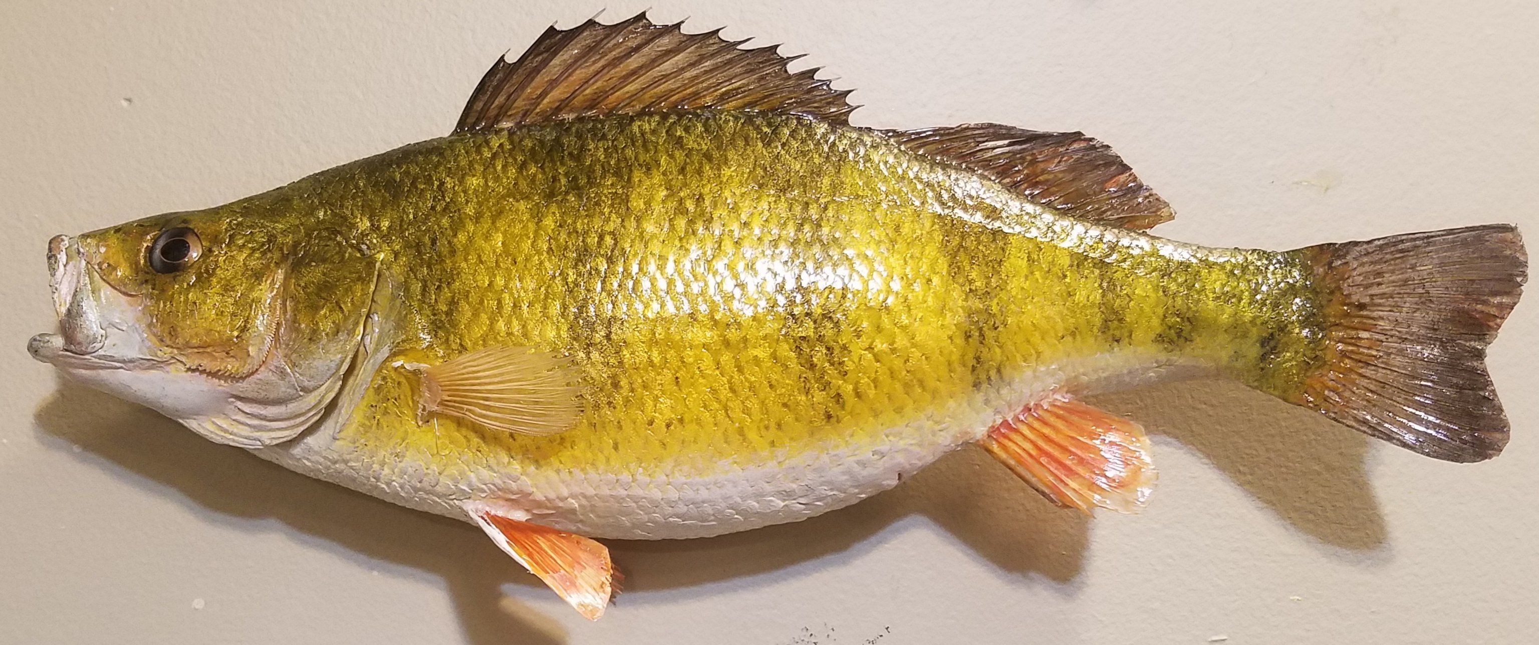 Perch Mount Mille Lacs Lake InDepth Outdoors