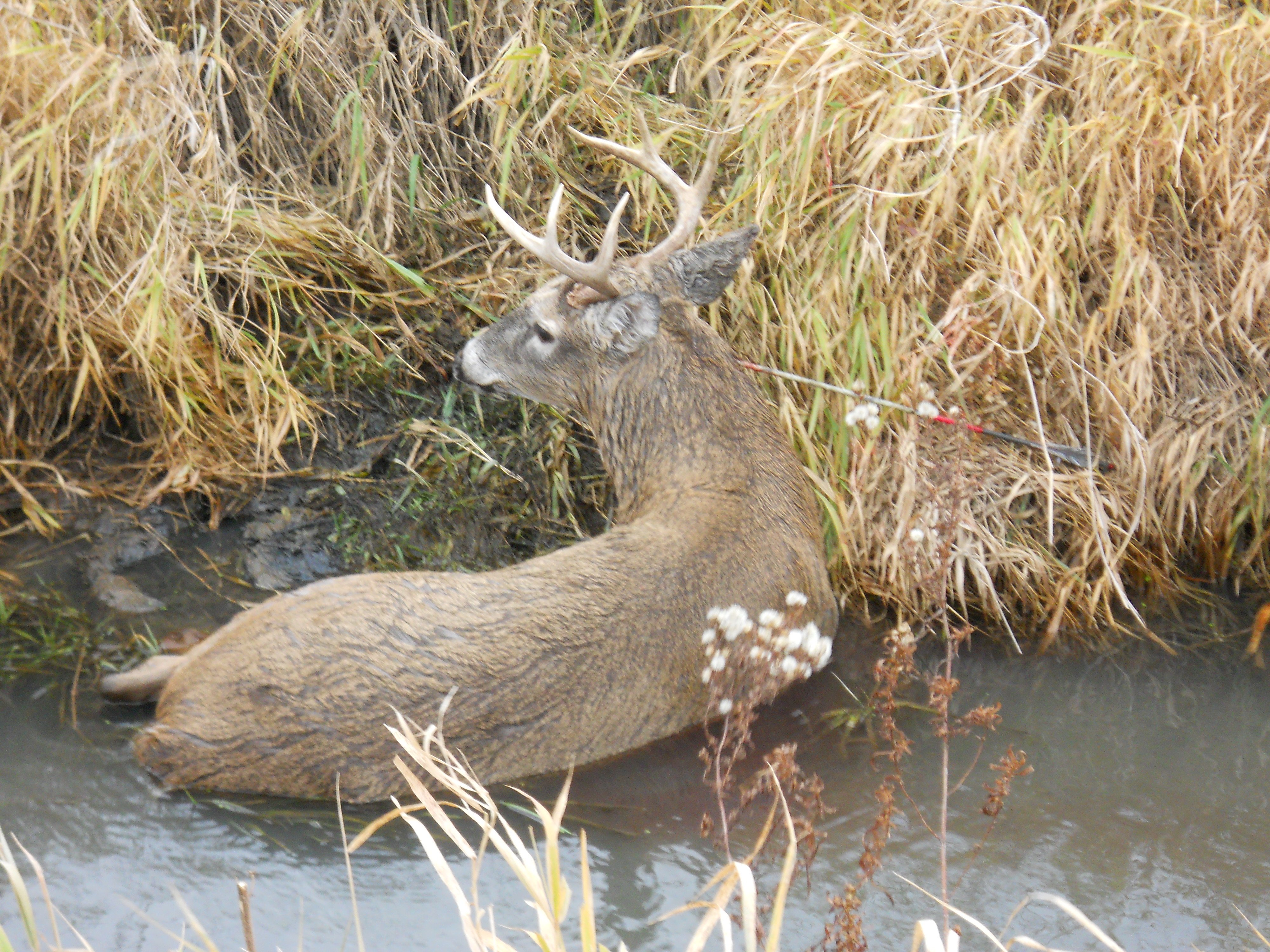 neck-shot-deer-hunting-page-2-in-depth-outdoors