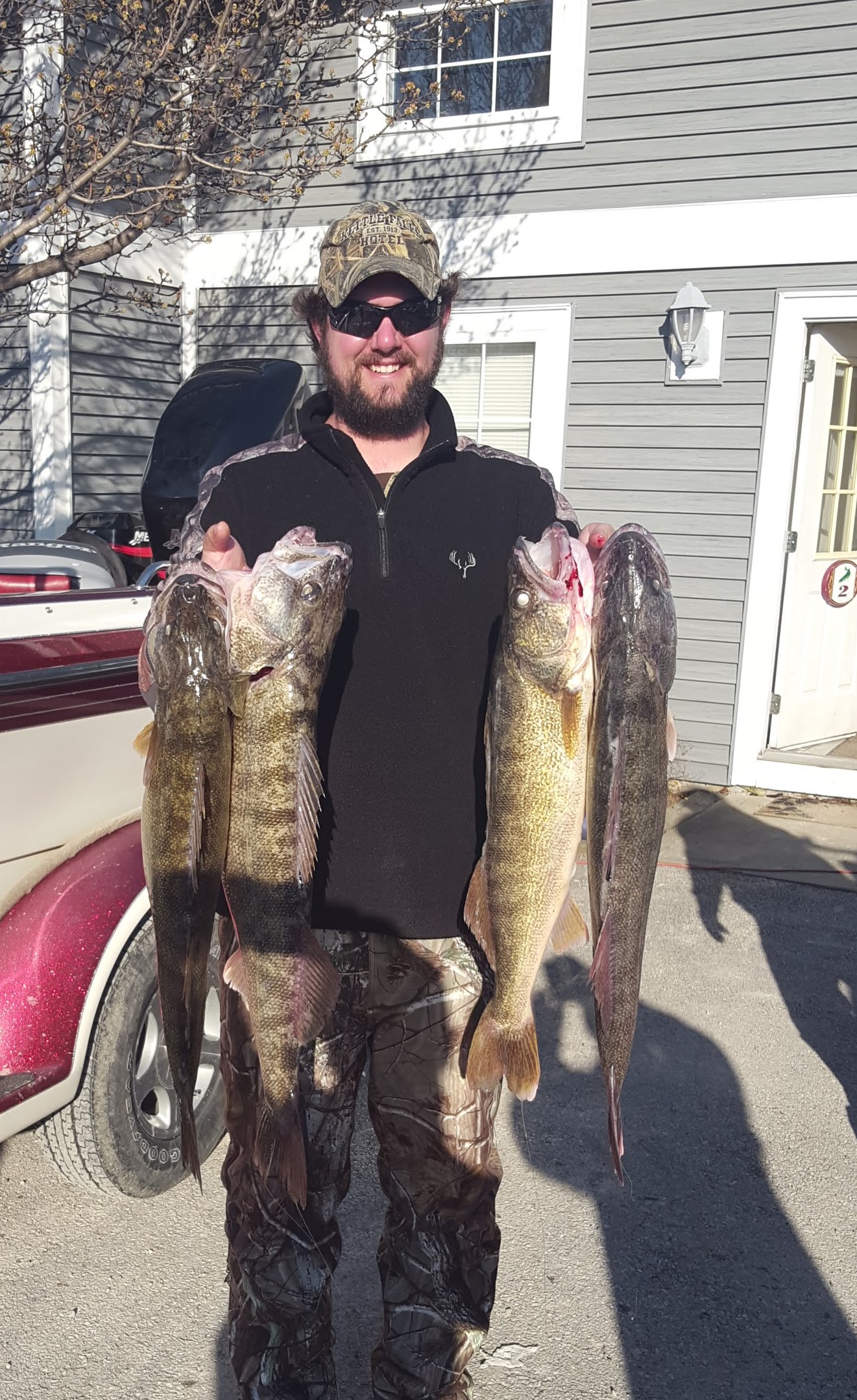 eating-big-walleye-walleye-sauger-walleye-sauger-page-2-in