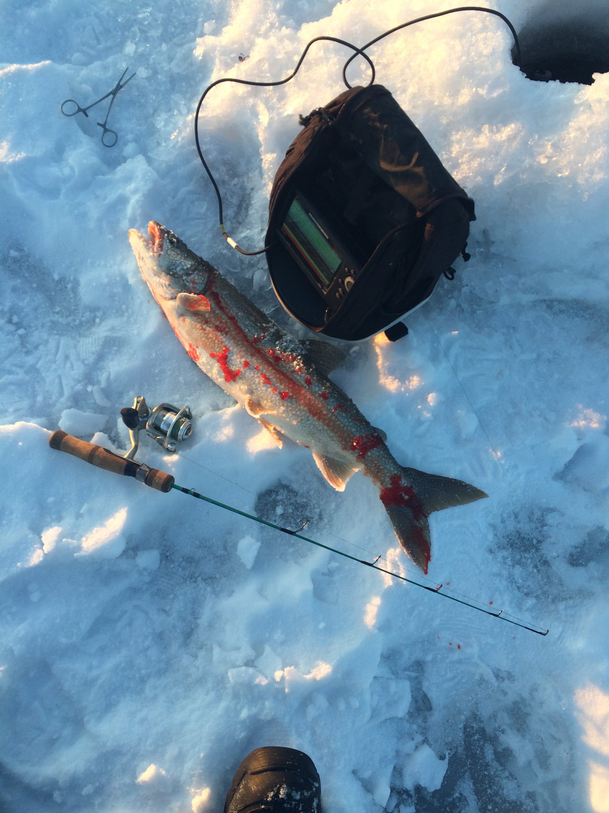 Anyone use the Fenwick Elite Tech MH ice rods for lake trout? - Ice Fishing  Forum - Ice Fishing Forum