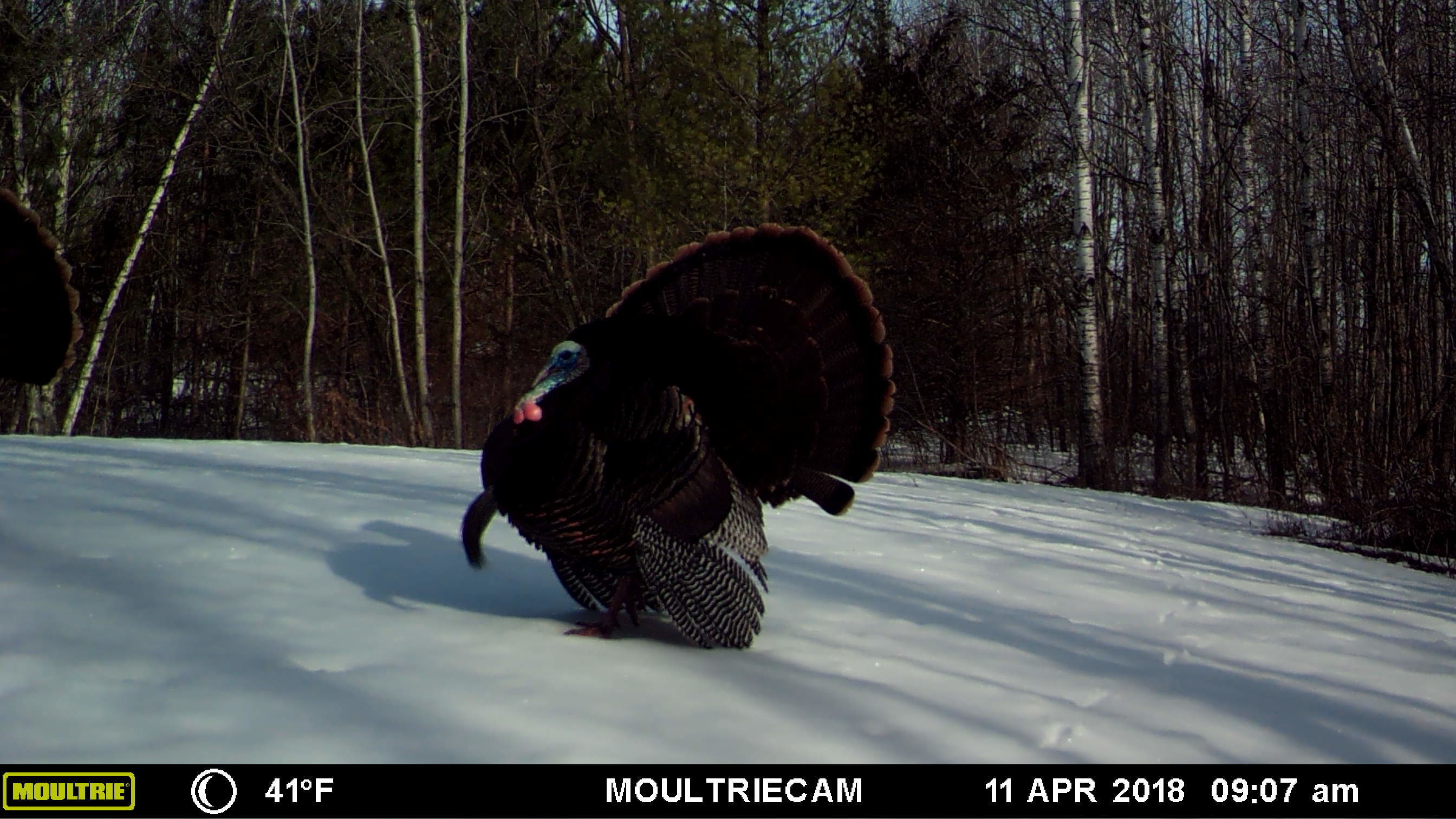 MN Turkey permits Turkey Hunting Turkey Hunting InDepth Outdoors