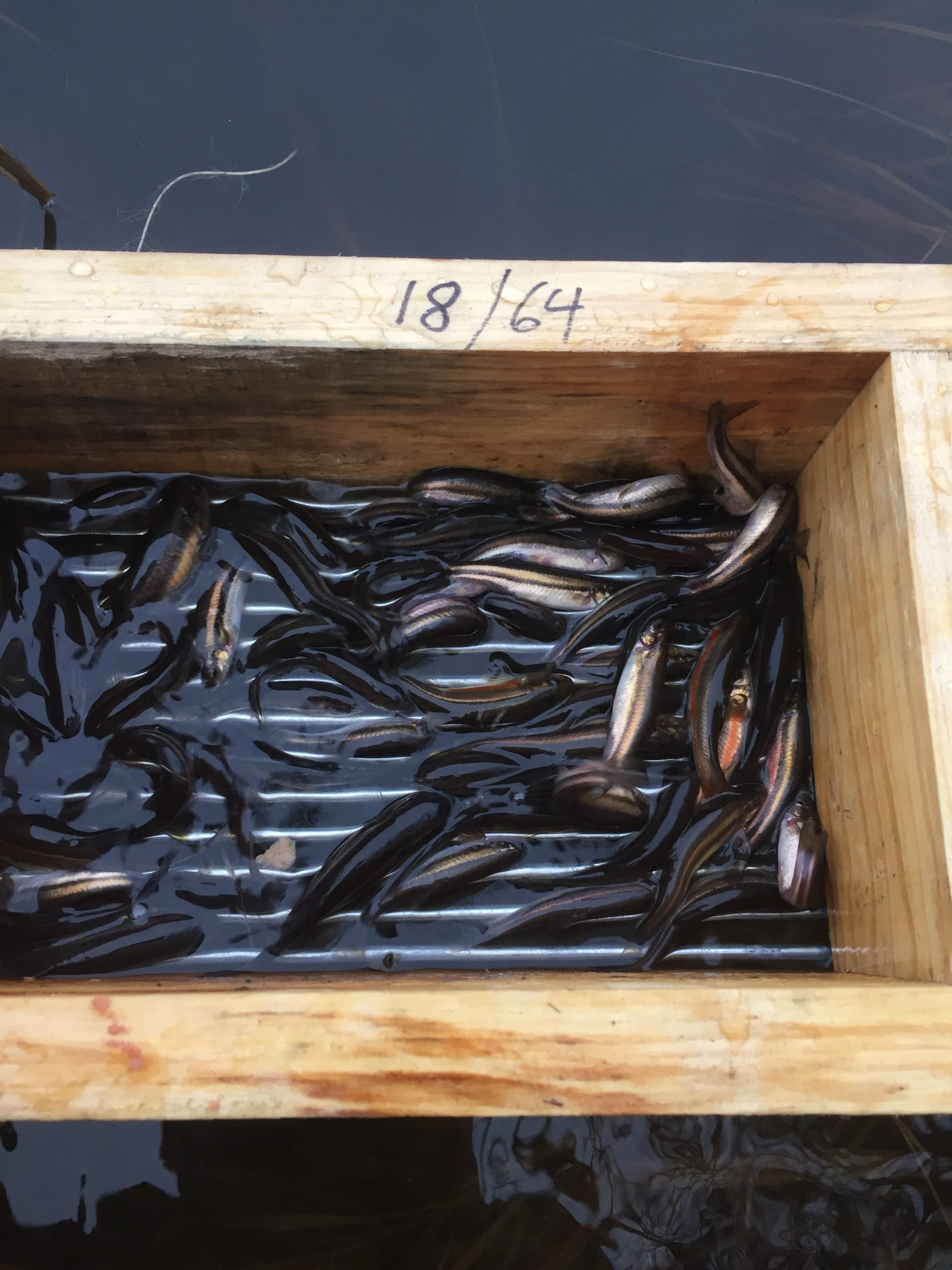 Favorite Minnow Trap Bait Recipe  Mississippi Hunting and Fishing Forums