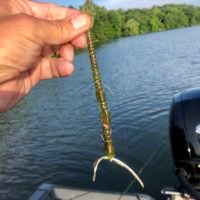 Neko Rig is Something All Bass Anglers Should Have In Their Arsenal -  Smallmouth & Largemouth Bass - Smallmouth & Largemouth Bass