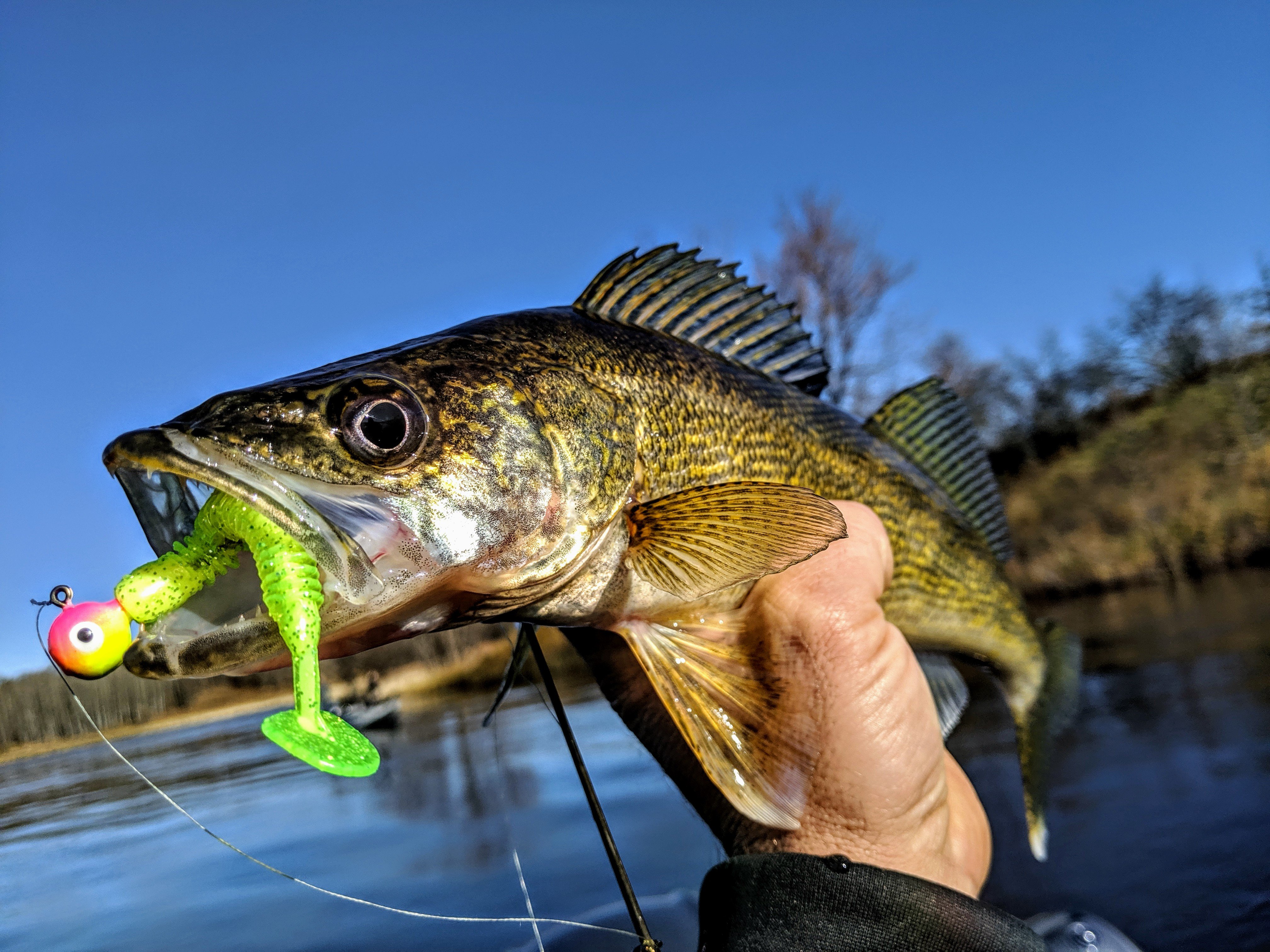 Walleyes On The Chomp | In-Depth Outdoors