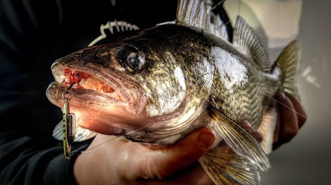 SnoBear Don’t Care!! Crushing Super Fat Walleyes and Perch on Bitter ...