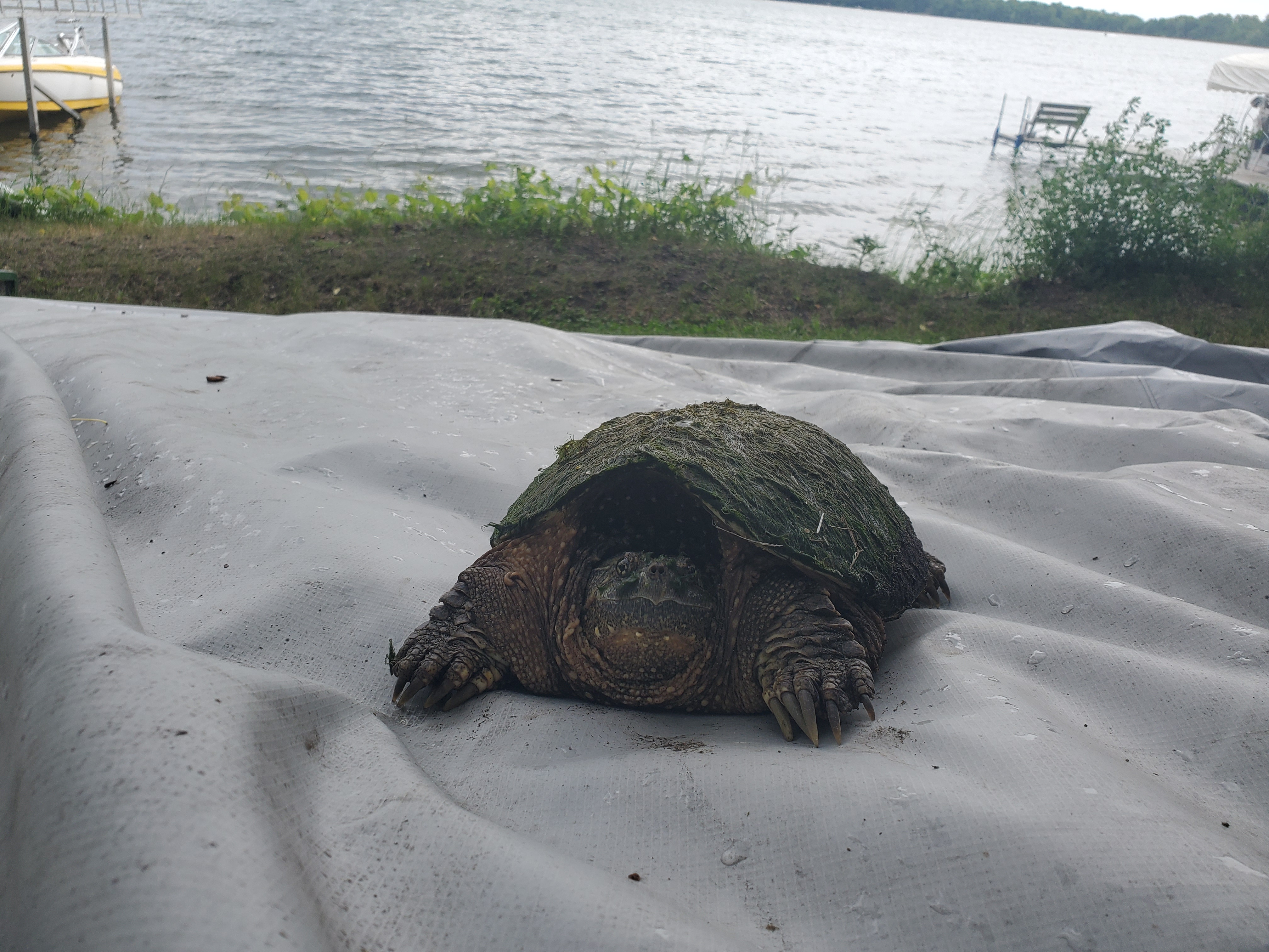 awesome-turtle-general-discussion-forum-in-depth-outdoors