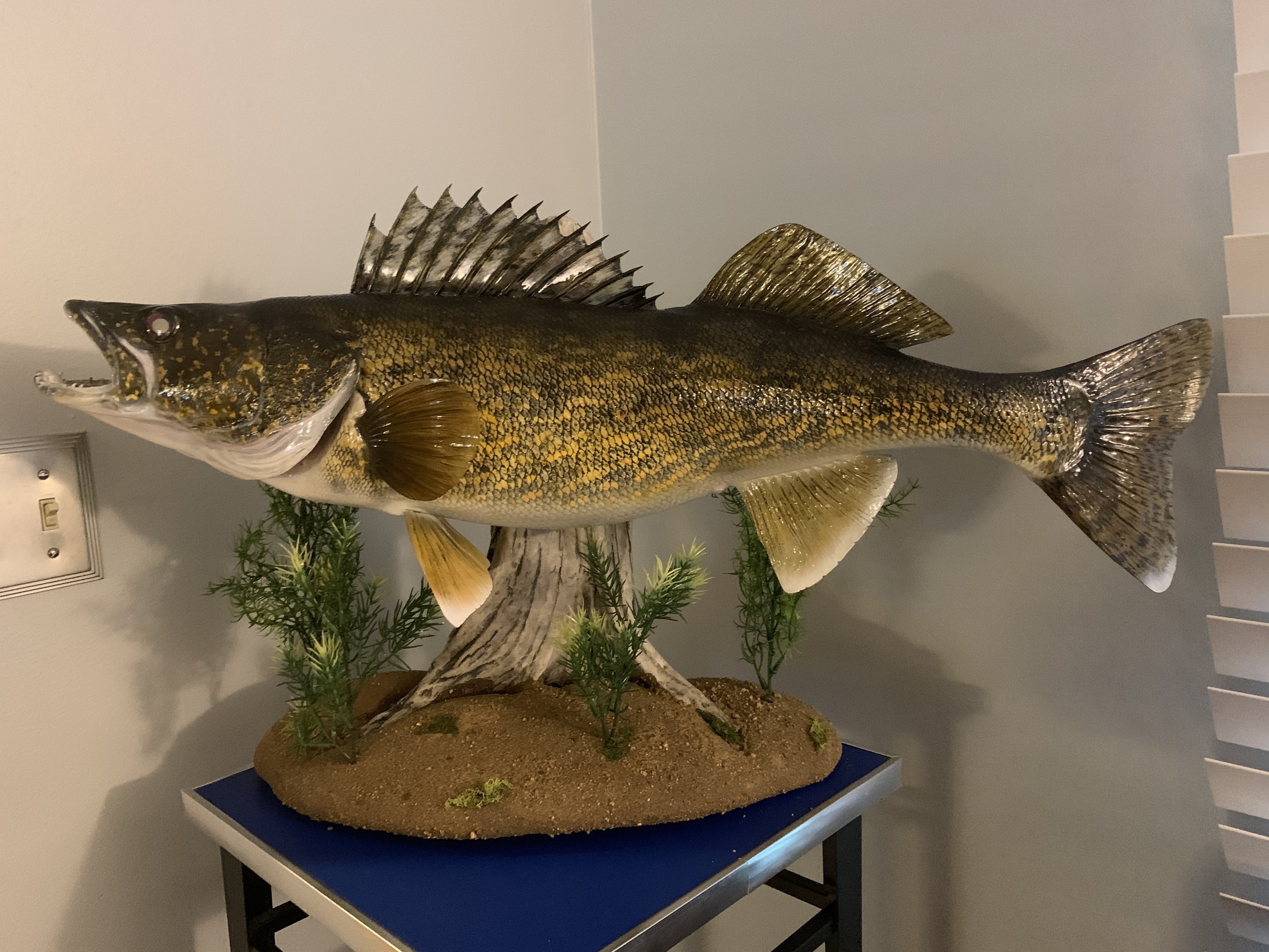 Fish Replica Mounts at Fibertech Productions