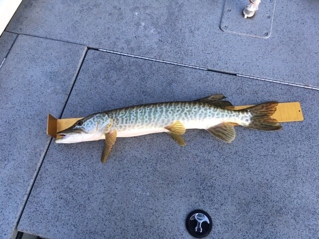 New personal best Tiger Muskie. This is the smaller of the two I caught.  The biggest one was 53 inches, horrible photos. This one is 48 inches.  GREAT way to spend a