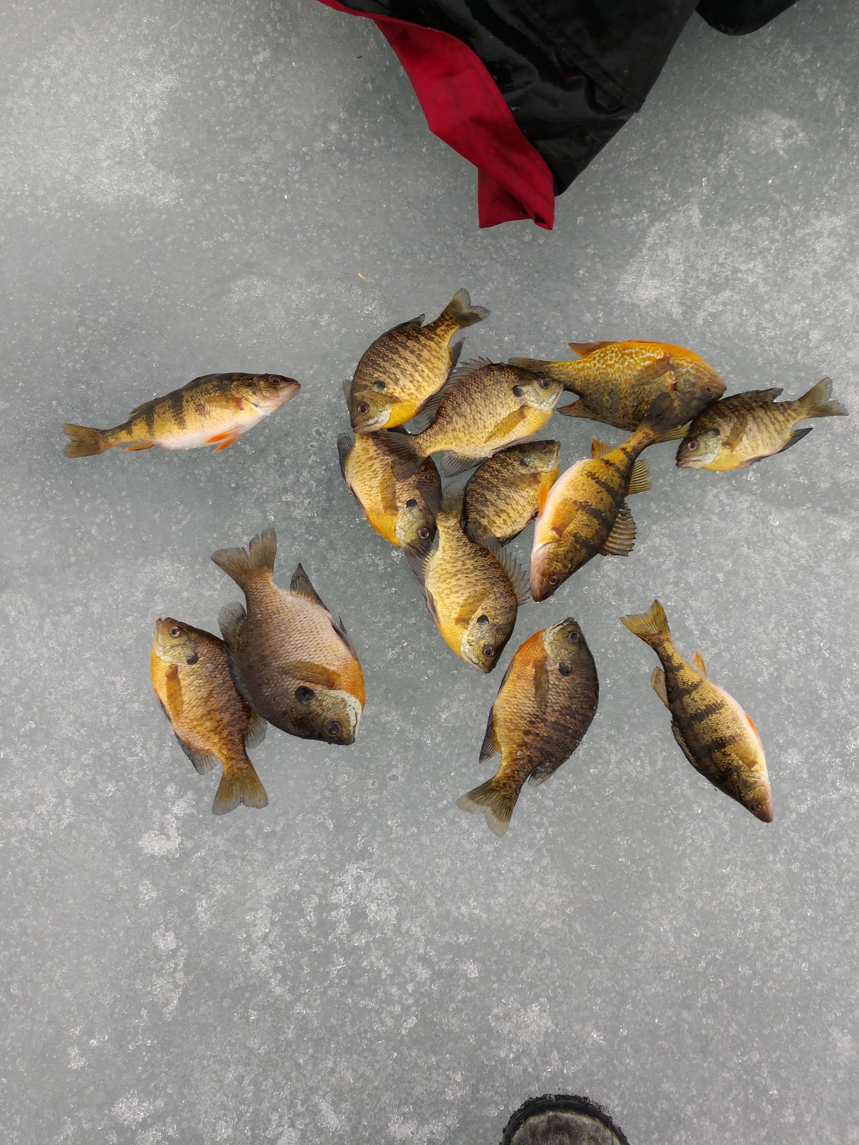 How do I target Perch through the ice? - Ice Fishing Forum - Ice