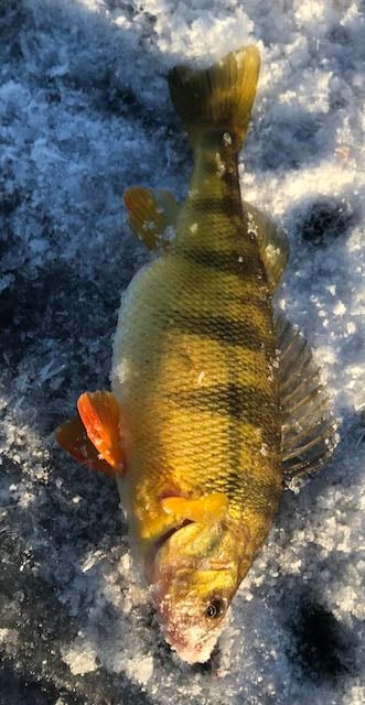 How do I target Perch through the ice? - Ice Fishing Forum - Ice Fishing  Forum