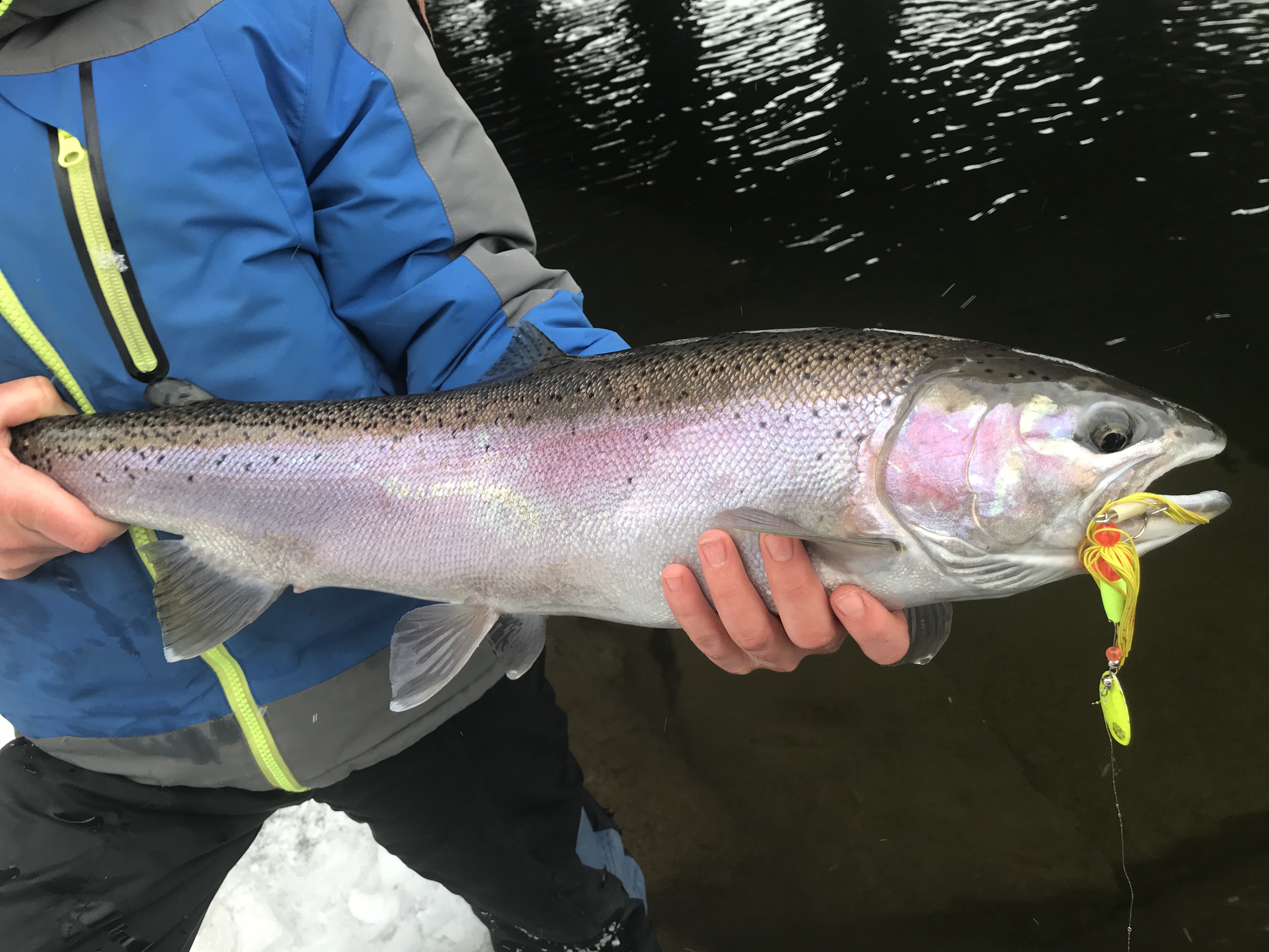 Au sable River Winter Steelhead Fishing Salmon & Trout Salmon