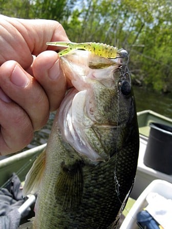 braid/leader brands and sizes for smallish shallow stream trout - Other Fish  Species - Bass Fishing Forums
