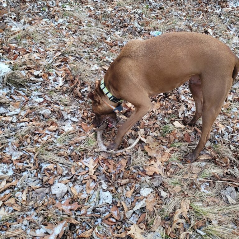 2024 Sheds Shed Antler Hunting Shed Antler Hunting In Depth Outdoors   20240110 154243 768x768 