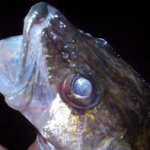 Fish Berserk Review - tectan superior 