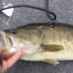 Opinions on Monsterbass or Mystery Tackle box? - General