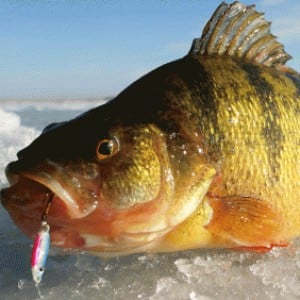 Favorite perch baits - Ice Fishing Forum - Ice Fishing Forum