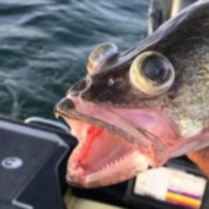 Suggestions on a decent line counter set up for walleyes?? - General  Discussion Forum - General Discussion Forum