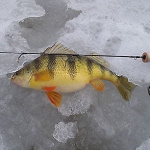 IDO's Opinion On Custom Tiger Wrapped Rods - Ice Fishing Forum