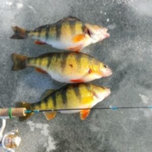 Custom rods with Spring Bobber Attached - Ice Fishing Forum - Ice Fishing  Forum