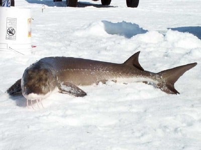 Ice fishing sturgeon LOTWs - Lake of the Woods (LOTW) & Rainy River - Lake  of the Woods (LOTW) & Rainy River