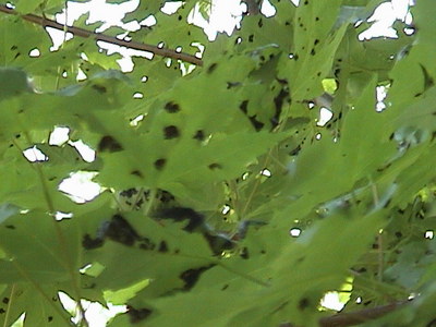 White Spots On Red Maple Tree Trunk - White Fungus On Japanese Maple Trunk