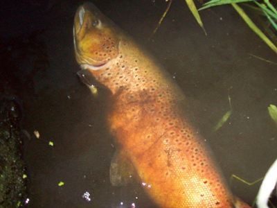 Mighty V 9-3-09 - MN Trout Streams - MN Trout Streams | In-Depth Outdoors