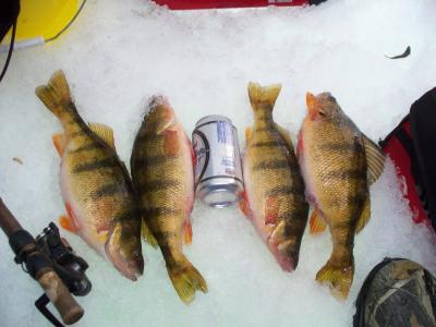 Ice Fishing For Jumbo Perch 