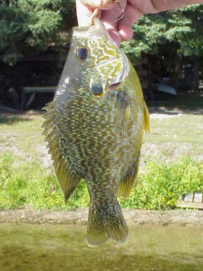 A rock bass and some yellow perch out of Chautauqua Lake. : r/MicroFishing