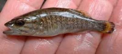 Good News For Minnesota Minnows - General Discussion Forum