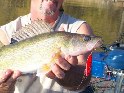 Mississippi river pool 11 walleyes - Fishing Reports
