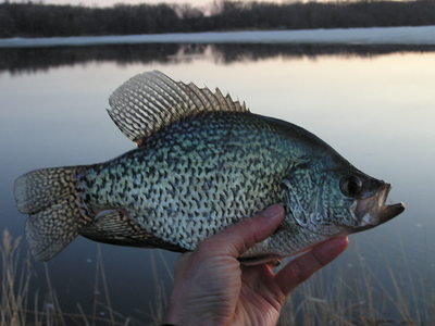 Frisch: Crappie Things - Alexandria Echo Press  News, weather and sports  from Alexandria, Minnesota