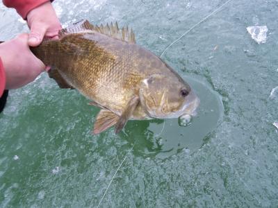 shiner on my jigging rod caught this fattie. : r/IceFishing