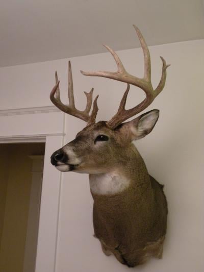 2009 12 pt mount - Deer Hunting - Deer Hunting