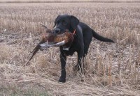Rufus with one of many rertrieves in South Dakota